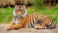 Animals Tigers