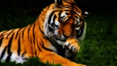 Animals Tigers
