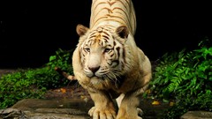 Animals Tigers