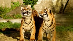 Animals Tigers