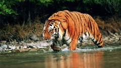 Animals Tigers