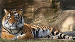 Animals Tigers
