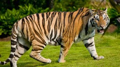Animals Tigers