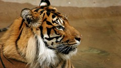 Animals Tigers