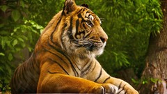 Animals Tigers