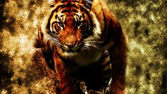 Animals Tigers