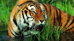 Animals Tigers