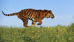 Animals Tigers