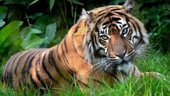 Animals Tigers