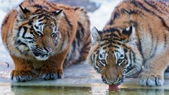 Animals Tigers