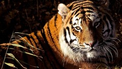 Animals Tigers