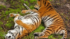 Animals Tigers