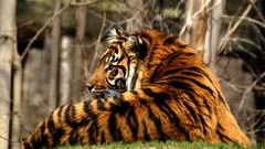 Animals Tigers