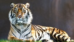 Animals Tigers