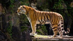 Animals Tigers