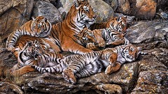 Animals Tigers