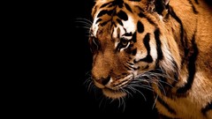 Animals Tigers