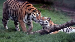 Animals Tigers