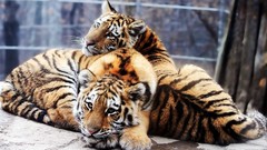 Animals Tigers