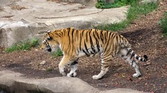 Animals Tigers