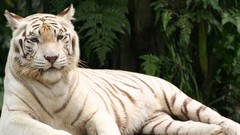 Animals Tigers