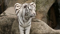Animals Tigers