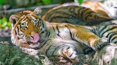 Animals Tigers