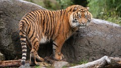 Animals Tigers