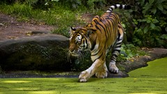 Animals Tigers