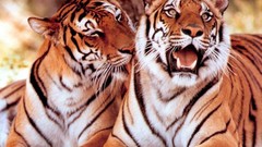 Animals Tigers