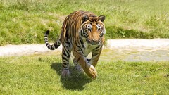 Animals Tigers