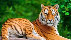 Animals Tigers