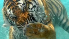 Animals Tigers
