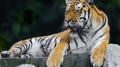 Animals Tigers