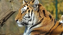 Animals Tigers