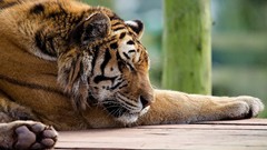 Animals Tigers