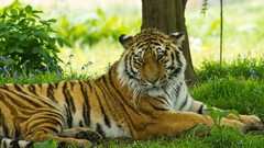 Animals Tigers