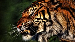 Animals Tigers angry