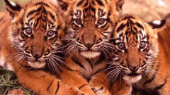 Animals Tigers baby animals