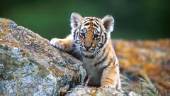 Animals Tigers baby animals