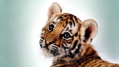 Animals Tigers baby animals