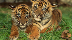 Animals Tigers baby animals