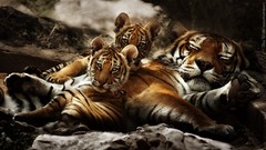 Animals Tigers baby animals