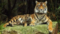 Animals Tigers baby animals