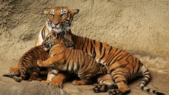 Animals Tigers baby animals
