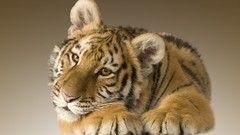 Animals Tigers baby animals