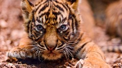Animals Tigers baby animals
