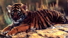 Animals Tigers baby animals