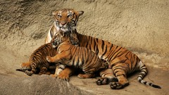 Animals Tigers baby animals