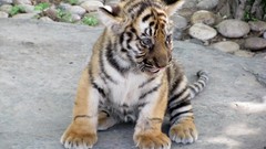 Animals Tigers baby animals